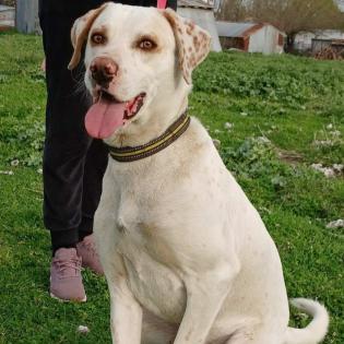 Mylo - sucht dringend ein neues Zuhause