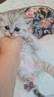 Bkh  kitten / Tabby