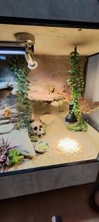 Terrarium mit Bartagamen Päarchen *Premium Eigenbau, eyecatcher*