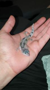 Leopardgecko 