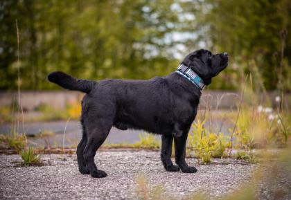 Liebevolle Labrador-Hausaufzucht Welpen Frühjahr 2024