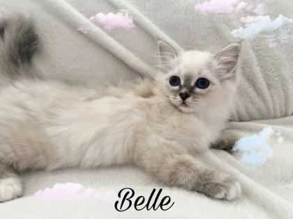 Heilige Birma Kitten / unsere zuckersüßen Wölkchen :)
