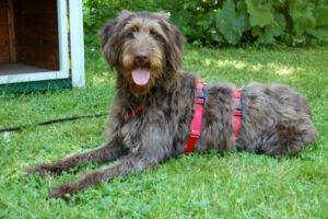 Ilse - weiblich 1 Jahr 56 cm 20 kg Labradoodle Gechipt Nicht kastriert