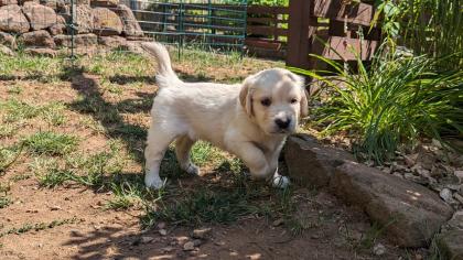 Golden Retriever Junge reinrassig