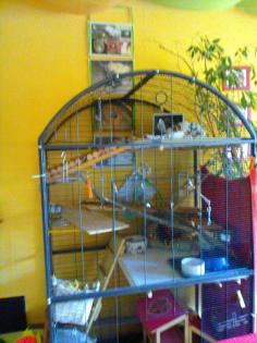 Wurfankündigung Gambias Riesenhamsterratten
