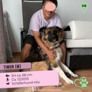 Timon... ist ein toller Hund, loyal und sehr auf seinen Menschen bezogen