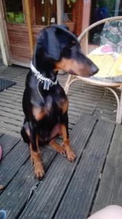 Junge Dobermann Hündin sucht neuen Wirkungskreis