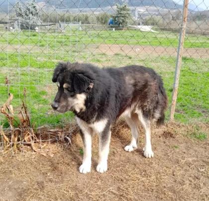 Milow - notfellchen sucht passendes Zuhause