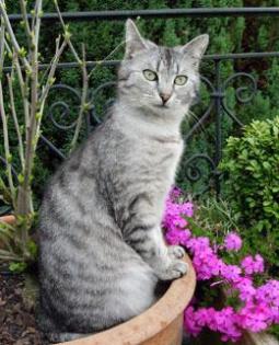 Nur das Beste für Hunde und Katzen - artgerechte, natürliche und gesunde Tiernah