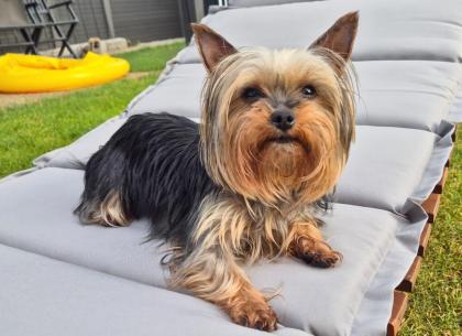 NOLLY - Yorkshire - 6 Jahre - Tierhilfe-Franken e.V.