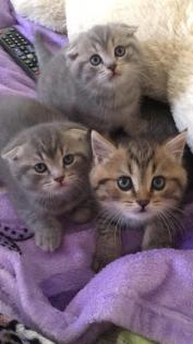 Süße BKH Black-Golden / Silver Tabby Jungs (Fold/ Strike )