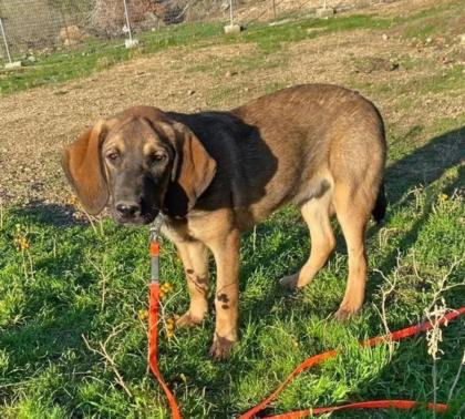 Fridolin sucht ein passendes Zuhause