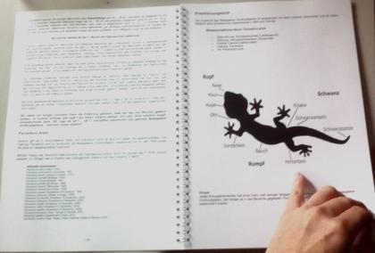Buch: PAROEDURA PICTA (Großkopfgeckos) mit einzigartigen Fakten