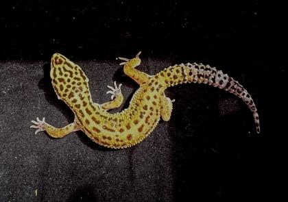 Leopardgekos weiblich aus 2024