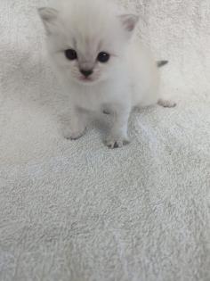 Sechs süße BKH Kitten geb. 06.05.23 suchen ab Ende Juli ein neues Zuhause