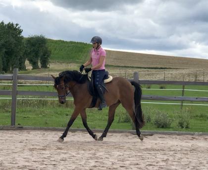 Reitpony Mix Wallach, 3 jährig, 1,45 m, Freizeit, Western, Dressur