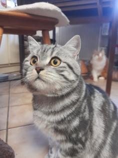 Typvoller junger BKH Kater mit Ahnentafel, geimpft, entwurmt, gechipt, kastriert