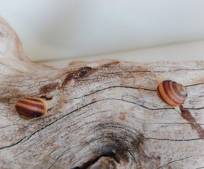Gefleckte Weinbergschnecken Babys ( Cornu aspersum )