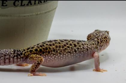 Leopardgecko 1.13.16