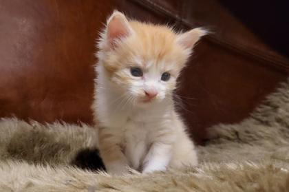 Unser bunter D-Wurf ist da :-) - sieben Maine Coon Kitten auf einen Streich - mi