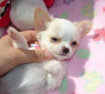 Wunderschöne Reinrassige Mini Chihuahua Babys (Langhaar und. Kurzhaar)