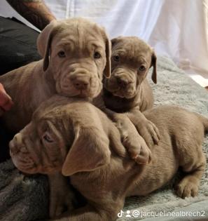 Seltene Bandog Welpen
