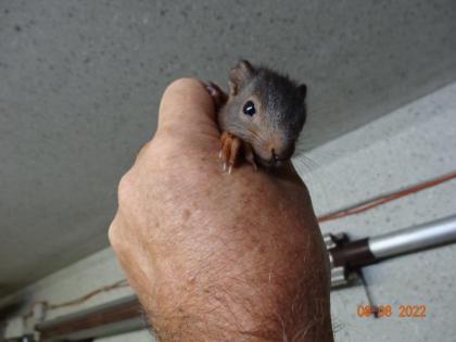 Verkaufe Eichhörnchen