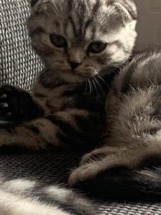 Reinrassigen Britisch-Kurzhaar-Katzenbabys, Farbe: black silver tabby classic