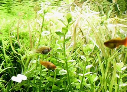 Großes Fettblatt, Aquariumpflanze, Versand/ Abholung