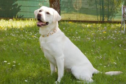 JUNA - Labrador Retriever reinrassig - 1 Jahr - Tierhilfe-Franken e.V.