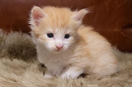Unser bunter D-Wurf ist da :-) - sieben Maine Coon Kitten auf einen Streich - mi