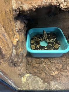 Boa Constrictor zu verkaufen