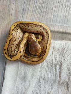 Weibliche Königspythons !!!!!!!!!!