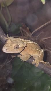 Verkaufe Kronengecko (Correlophus ciliatus)