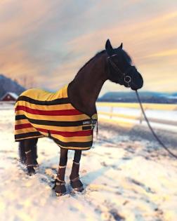 8 jährige STER Friesen Stute