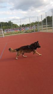 Charly sucht dringend ein neues Zuhause