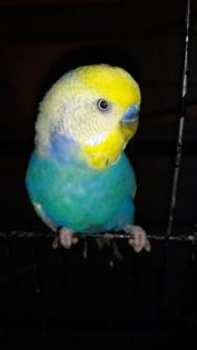 Nestjunge und handzahme Wellensittiche