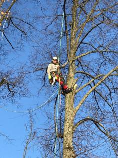 Baumkletterer Baumfällung Sturmschäden Baumpflege SKT Baum