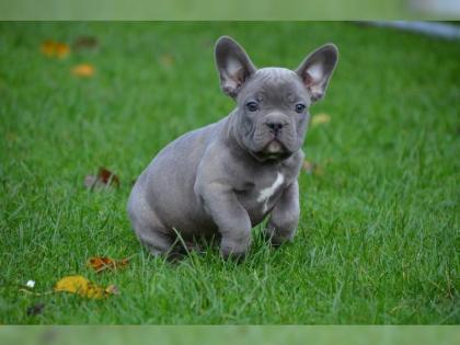 Französische Bulldogge welpen , 