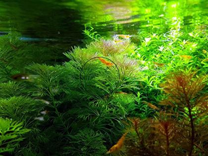 Ambulia, Wasserpflanze, Versand/ Abholung