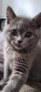 BKH - KITTEN 13  WOCHEN