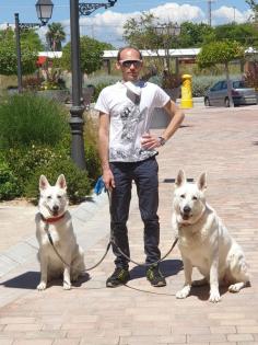 Hundetraining ( Einzeltraining ) für den schnellen Erfolg