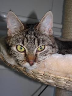 Florence - Katzendame sucht liebevolles Zuhause! (aus dem Tierschutz)