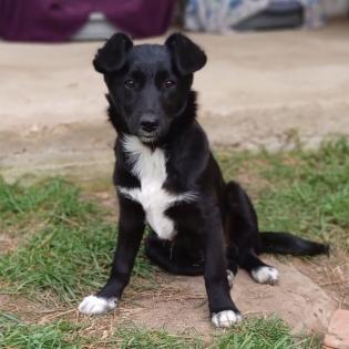 Rajani / Status: sucht ein Zuhause