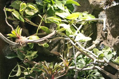 Regenwaldterrarium für ein Chamäleon
