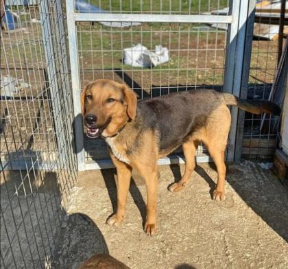 Elpizo sucht ein passendes Zuhause