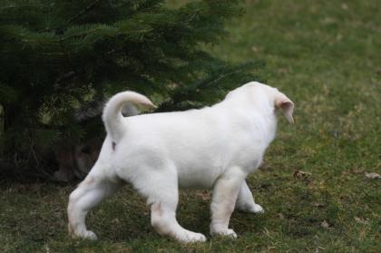 Reinrassiger gelber labrador als familienbegleiter