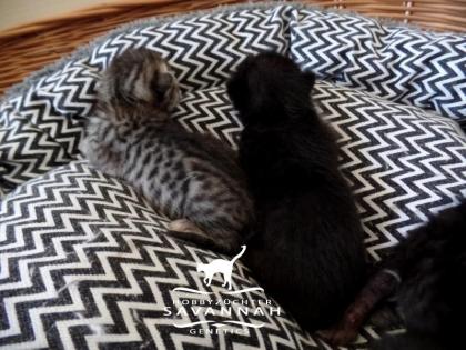 Melanistic F5 SBT Savannah Kitten