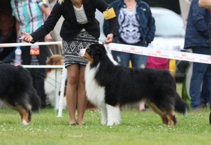 Deckrüde Australian Shepherd black tri
