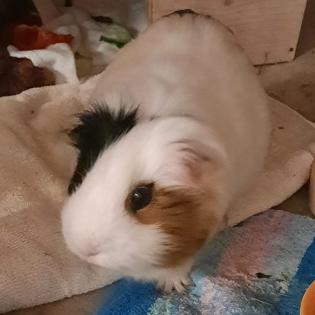 COOKIE - weiblich  4 Jahre  Meerschweinchen